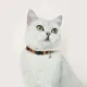 Нашийник нейлоновий HiDOG для кота "Boha orange" XS