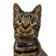 Нашийник нейлоновий HiDOG для кота "Aztec purple"
