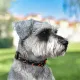 Нашийник HiDOG для собаки "Hawaii" M