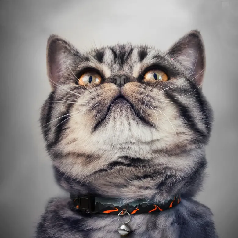 Нашийник нейлоновий HiDOG для кота "Hawaii" XS
