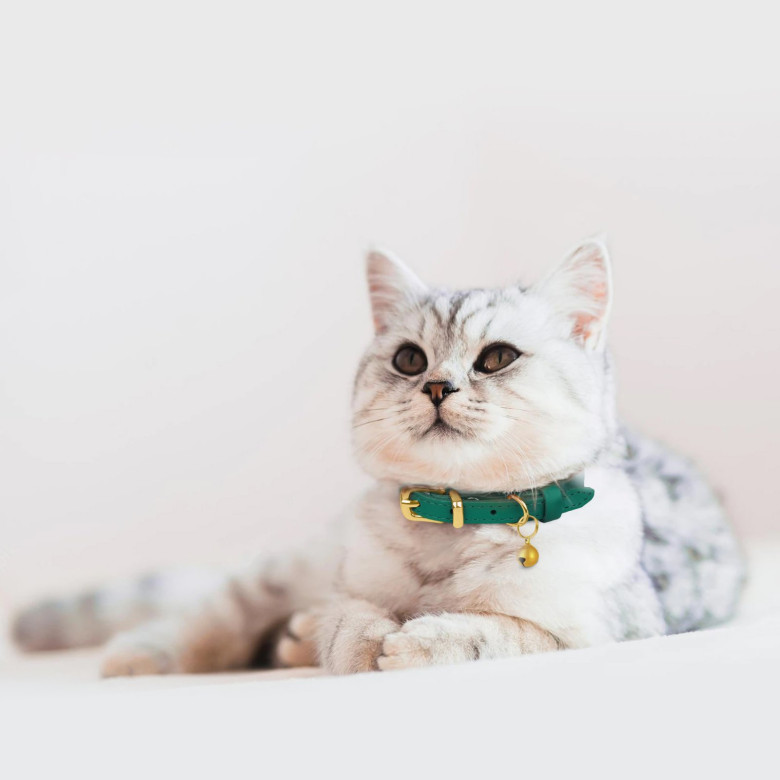 Нашийник для Котів шкіряний бірюзовий 2XS