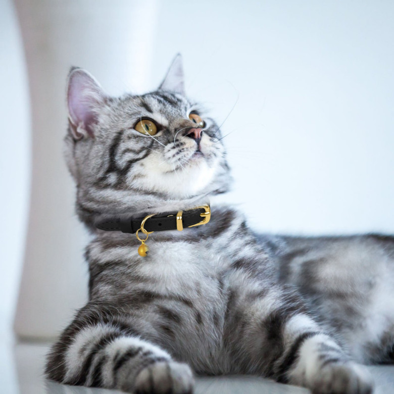 Нашийник для Котів шкіряний Чорний 2XS