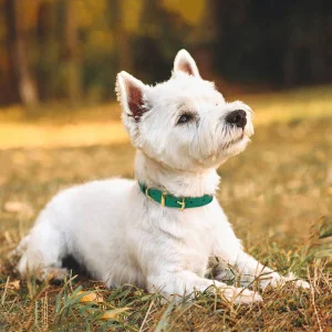 banner-dog-main-1-300x300.webp
